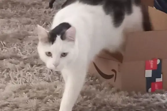 Chat perdu, mâle 6 ans, rue des Pétunias - photo