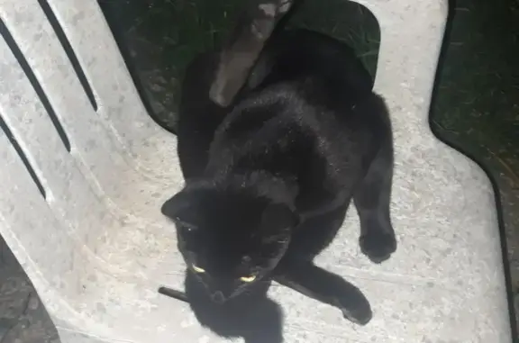 Chat trouvé , photo: Chat noir trouvé à Mazeray