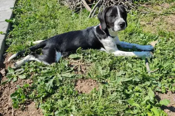 Chien perdu Agde, photo : Chiens perdus à Agde : Rocket et Sushi