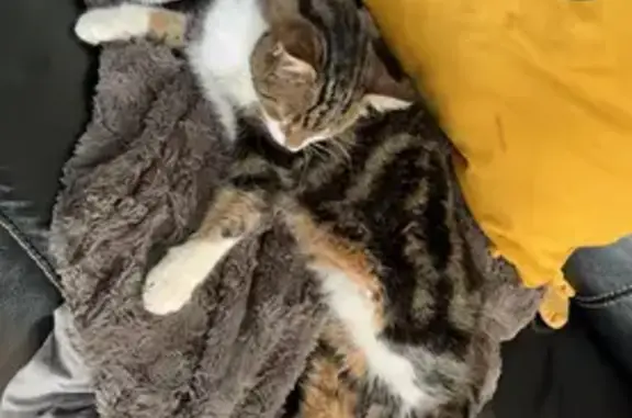 Chat perdu, , photo: Chat tricolore dodu perdu à Cropus