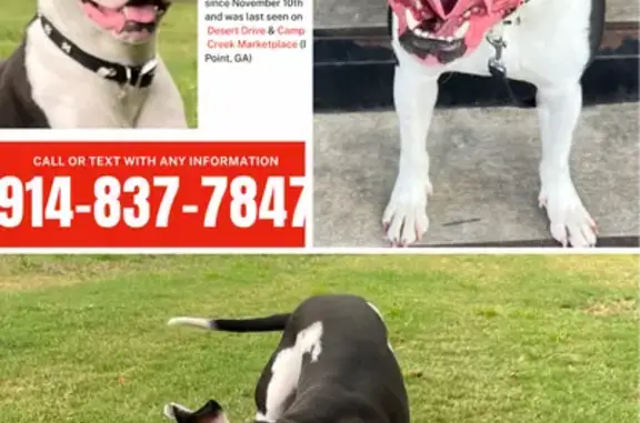 Lost Pit Bull: Friendly, Black & White