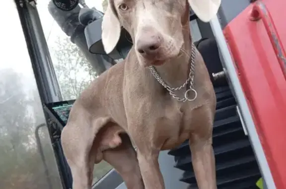 Chien perdu , photo : Braque de Weimar 2 ans perdu à Bellicourt
