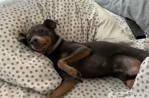 Lost Miniature Pinscher: Blueboy