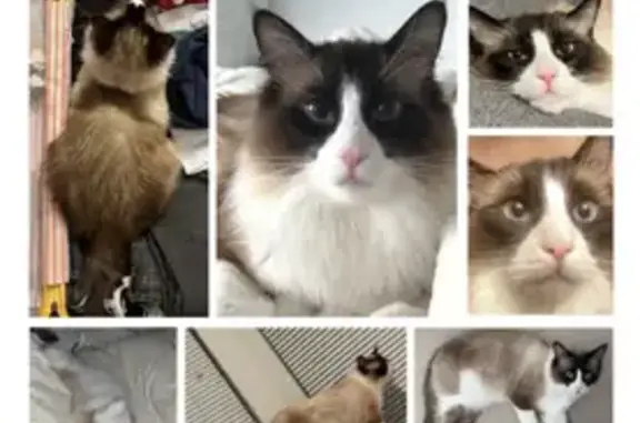 Lost Ragdoll Cat: Ivory & Brown, 2 Yrs