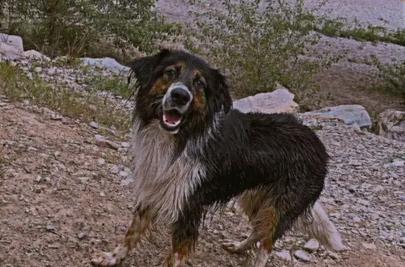 Chien perdu à Sisteron, PACA - photo