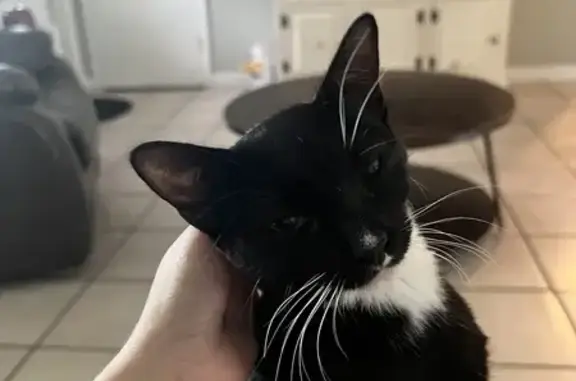 Lost Tuxedo Cat on NE 26th St, Pompano