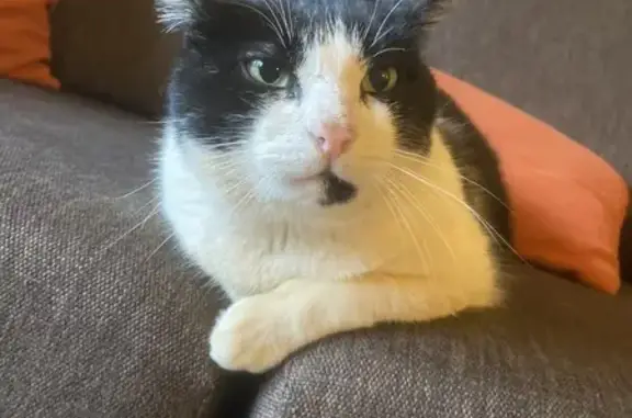 Chat trouvé Les Trois-Moutiers, photo: Chat noir et blanc trouvé au Bois des Daims