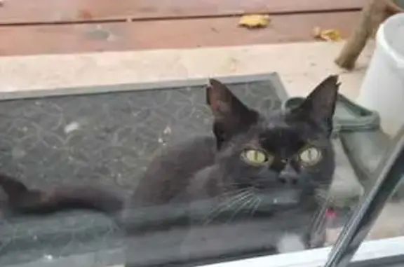 Chat trouvé , photo: Chatte noire gestante trouvée à Oizé