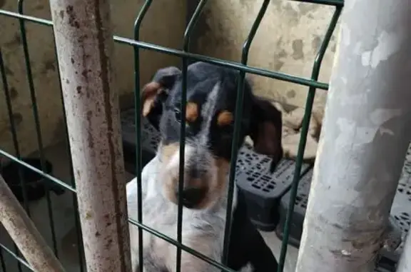 Chien trouvé à Champniers, Ruelle-sur-Touvre - photo