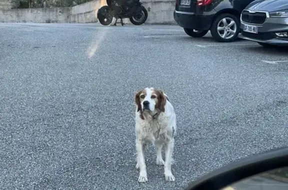 Épagneul trouvé aux Milelli, Ajaccio - photo