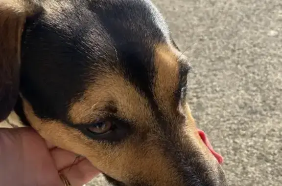 Chien trouvé avec collier bleu à Condat - photo