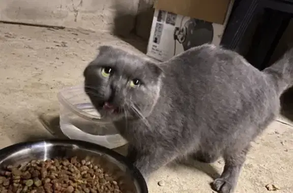 Animaux trouvés , photo: Chat mâle gris sociable trouvé à Lobsann