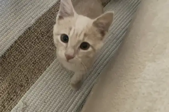 Chaton crème/roux trouvé à Montauban - photo