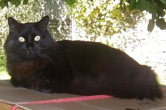 Animaux perdus , photo: Chat noir adulte disparu à Truels