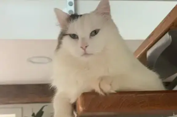 Maurice, chat blanc tacheté, disparu à Lancôme - photo