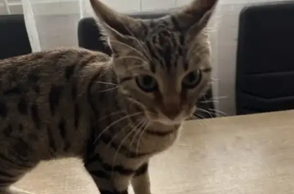 Animaux trouvés , photo: Chat trouvé à Bobigny, femelle 4 mois