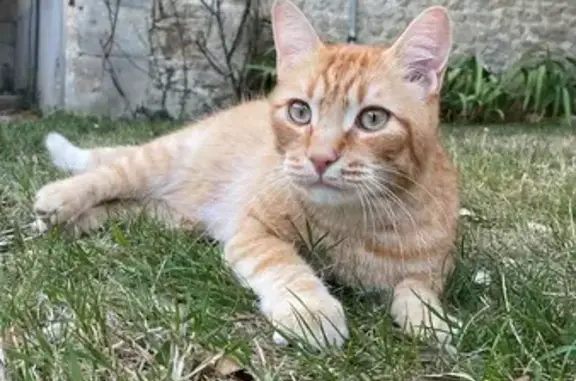 Chat roux disparu à Saint-Martin-des-Entrées - photo