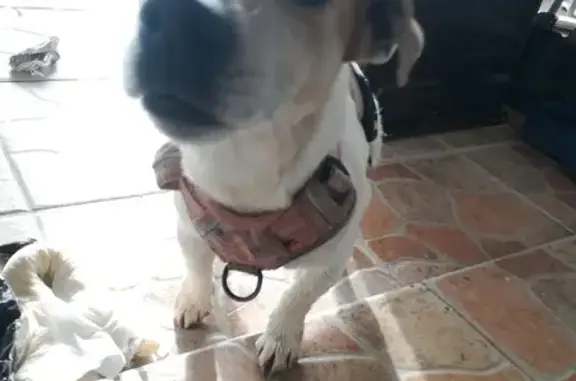 Chien trouvé Guérande, photo: Jack Russell trouvé, harnais rose, Guérande