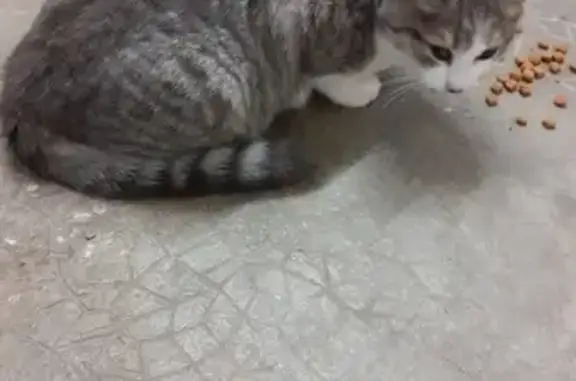 Animaux trouvés Châtillon-sur-Thouet, photo: Chaton femelle grise trouvé à Châtillon