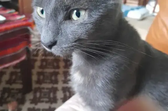 Animaux perdus Blois, photo: Chatte grise 2 ans disparue à Blois