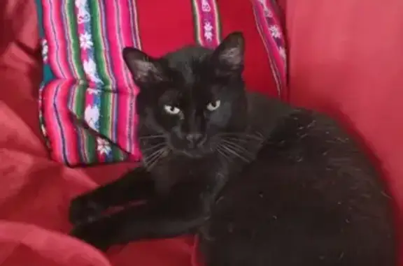 Chat noir et blanc perdu à Chantepie - photo
