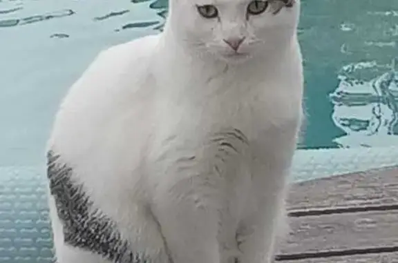 Chatte blanche tigrée perdue à Gennes - photo