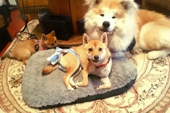 Chien perdu , photo : Shiba inu 1 an perdue en forêt PACA