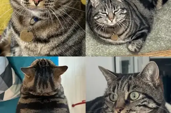 Chat perdu, Sainte-Adresse, photo: Chat perdu : Pilou, femelle tigrée, Sainte-Adresse