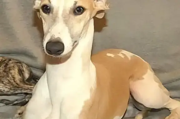 Animaux perdus , photo: Whippet 6 mois perdue à Berneuil