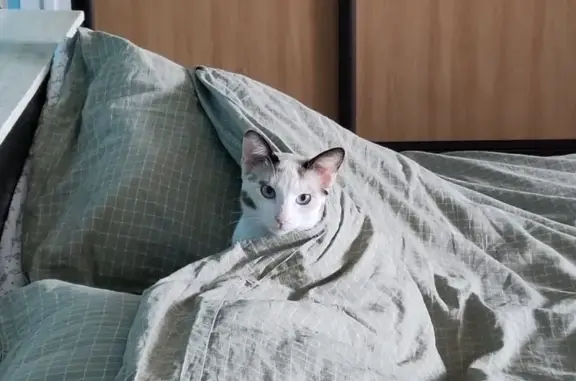 Chatte perdue près de la clinique vétérinaire - photo