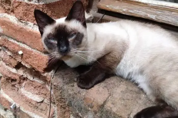 Animaux perdus Cholet, photo: Chatte disparue, petite, Rue Bretonnaise, Cholet