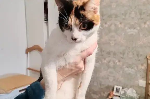 Chaton sociable trouvé à Harnes - photo