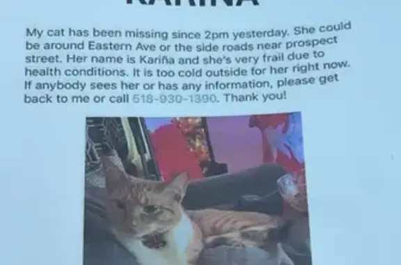 Help Find Kariña: Frail Cat Missing!