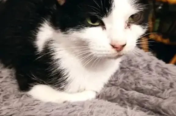 Chatte noire/blanche trouvée, mâchoire opérée - photo