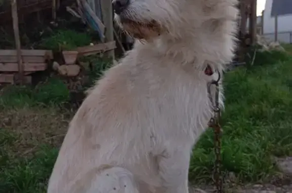 Chien trouvé Loriol-sur-Drôme, photo: Chien beige trouvé près de Loriol-sur-Drôme