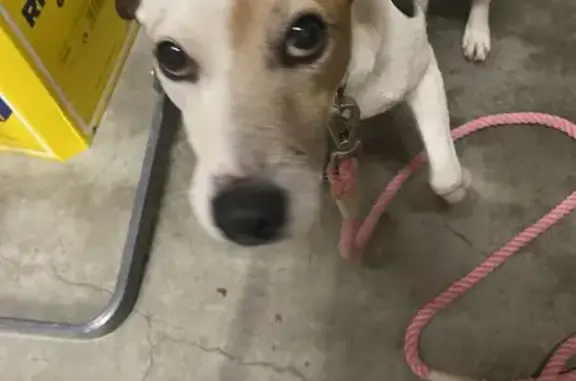 Chien âgé trouvé à Malause - photo
