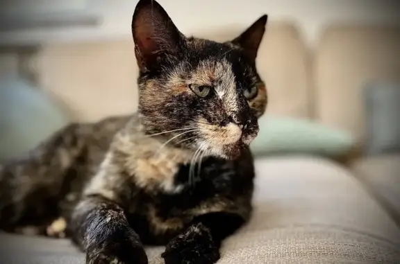Chat perdu, Serémange-Erzange, photo: Vanille, chat écaille perdu à Serémange