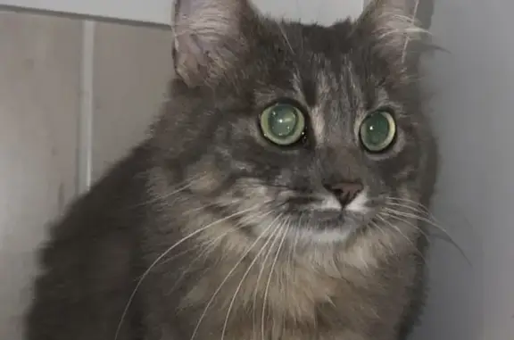 Chat trouvé Saône, photo: Chat gris trouvé, cherche propriétaire