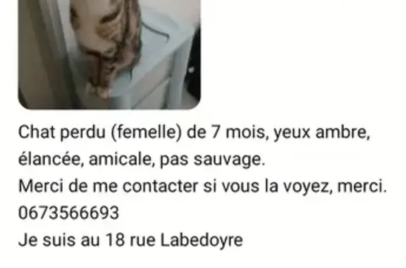 Chat perdu, , photo: Chatte disparue, élancée, Le Havre