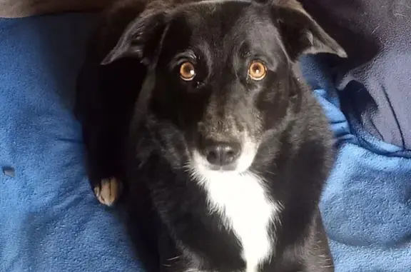 Chien perdu , photo : Chienne border collie disparue à Nauviale