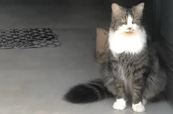 Animaux perdus , photo: Chat mâle norvégien tricolore perdu