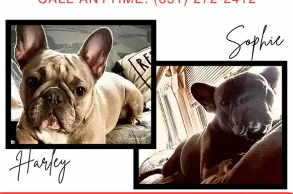 Lost: 2 French Bulldogs in Prunedale