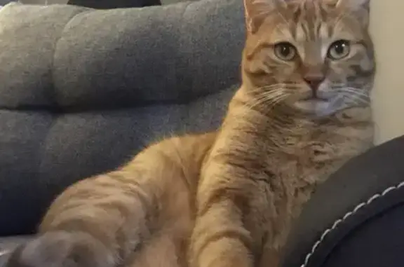 Animaux perdus , photo: Chat roux perdu à Bresnay