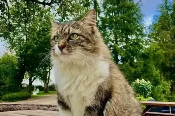Chatte grise et blanche perdue à Levier - photo