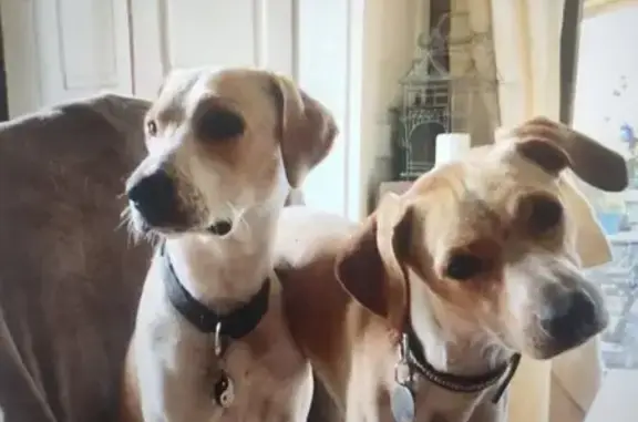 Chiens Caramel Perdus à Grendelbruch - photo