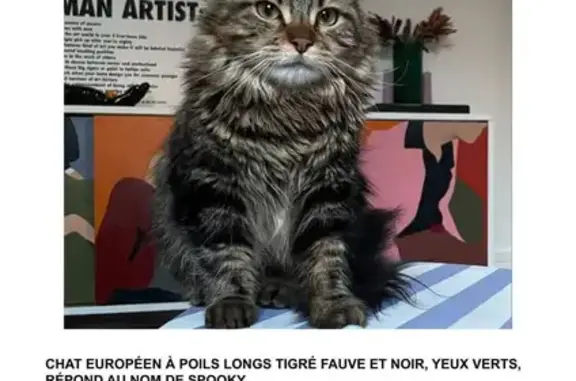 Chat perdu, Paris, photo: Spooky, chat peureux perdu à Paris