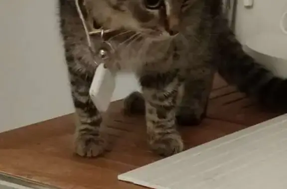 Chat trouvé Quiévrechain, photo: Chat trouvé avec collier traceur à Quiévrechain