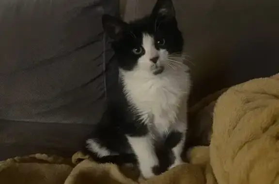 Chat trouvé sur D916, Sainte-Marie-d'Alvey - photo