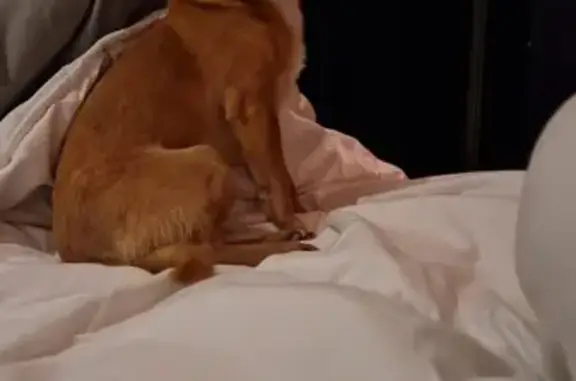Chien trouvé , photo: Chihuahua mâle beige trouvé à Plédran