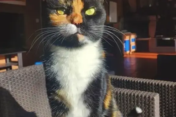 Chat perdu, Clermont-Ferrand, photo: Chatte perdue secteur Le Brezet, Clermont